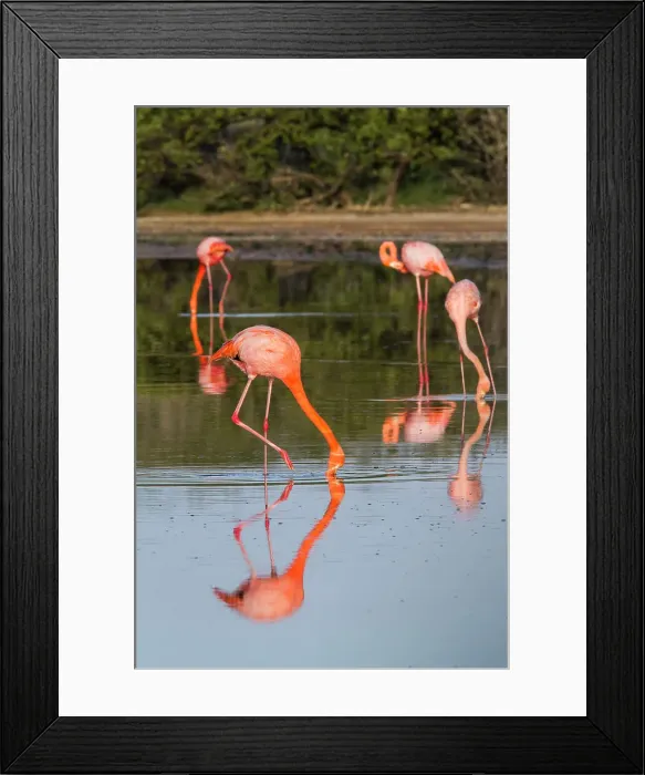 Framed Print : Greater flamingos (Phoenicopterus ruber) foraging for small pink shrimp in saltwater lagoon in the Galapagos Islands, UNESCO World Heritage Site, Ecuador, South America Framed Print : Greater flamingos (Phoenicopterus ruber) foraging for small pink shrimp in saltwater lagoon in the Galapagos Islands, UNESCO World Heritage Site, Ecuador, South America
