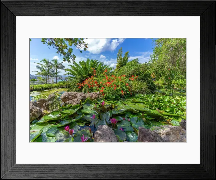 Framed Print : View of tropical flora in Giardini la Mortella Botanical Gardens, Forio, Island of Ischia, Campania, Italy, Europe Framed Print : View of tropical flora in Giardini la Mortella Botanical Gardens, Forio, Island of Ischia, Campania, Italy, Europe