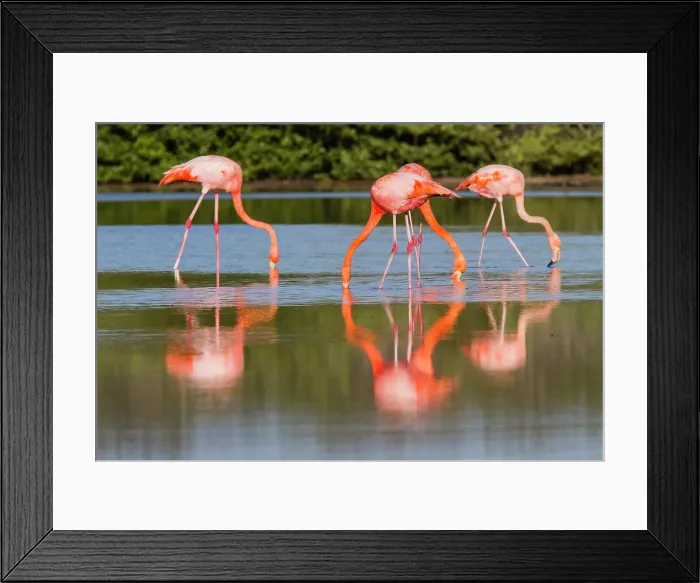 Framed Print : Greater flamingos (Phoenicopterus ruber) foraging for small pink shrimp in saltwater lagoon in the Galapagos Islands, UNESCO World Heritage Site, Ecuador, South America Framed Print : Greater flamingos (Phoenicopterus ruber) foraging for small pink shrimp in saltwater lagoon in the Galapagos Islands, UNESCO World Heritage Site, Ecuador, South America
