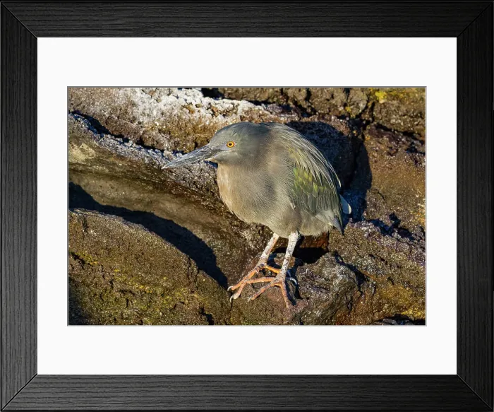 Framed Print : Adult striated Heron (Butorides striata) in the Galapagos Island Archipelago, UNESCO World Heritage Site, Ecuador, South America Framed Print : Adult striated Heron (Butorides striata) in the Galapagos Island Archipelago, UNESCO World Heritage Site, Ecuador, South America
