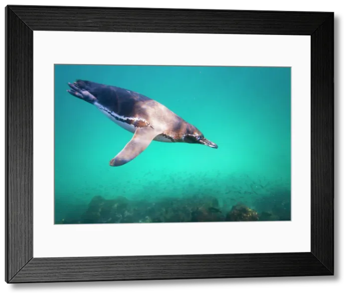 Framed Print : Galapagos penguin (Spheniscus mendiculus) feeding underwater on small baitfish in the Galapagos Islands, UNESCO World Heritage Site, Ecuador, South America Framed Print : Galapagos penguin (Spheniscus mendiculus) feeding underwater on small baitfish in the Galapagos Islands, UNESCO World Heritage Site, Ecuador, South America