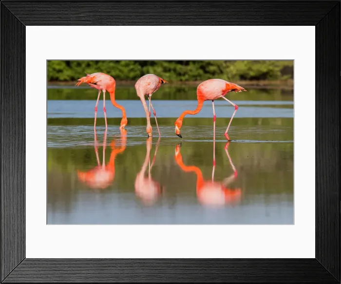 Framed Print : Greater flamingos (Phoenicopterus ruber) foraging for small pink shrimp in saltwater lagoon in the Galapagos Islands, UNESCO World Heritage Site, Ecuador, South America Framed Print : Greater flamingos (Phoenicopterus ruber) foraging for small pink shrimp in saltwater lagoon in the Galapagos Islands, UNESCO World Heritage Site, Ecuador, South America