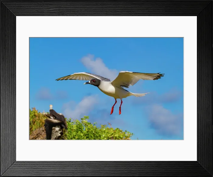 Framed Print : Adult Swallow-tailed gull (Creagrus furcatus) in flight in the Galapagos Island Archipelago, UNESCO World Heritage Site, Ecuador, South America Framed Print : Adult Swallow-tailed gull (Creagrus furcatus) in flight in the Galapagos Island Archipelago, UNESCO World Heritage Site, Ecuador, South America