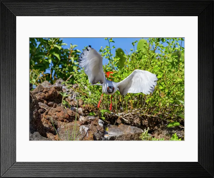 Framed Print : Adult Swallow-tailed gull (Creagrus furcatus) in flight in the Galapagos Island Archipelago, UNESCO World Heritage Site, Ecuador, South America Framed Print : Adult Swallow-tailed gull (Creagrus furcatus) in flight in the Galapagos Island Archipelago, UNESCO World Heritage Site, Ecuador, South America