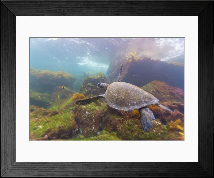 Framed Print : Adult green sea turtle (Chelonia mydas agassizii) underwater in the Galapagos Island Archipelago, UNESCO World Heritage Site, Ecuador, South America Framed Print : Adult green sea turtle (Chelonia mydas agassizii) underwater in the Galapagos Island Archipelago, UNESCO World Heritage Site, Ecuador, South America