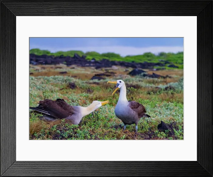 Framed Print : Adult waved albatross (Diomedea irrorata) at breeding colony on Espanola Island, Galapagos Island Archipelago, UNESCO World Heritage Site, Ecuador, South America Framed Print : Adult waved albatross (Diomedea irrorata) at breeding colony on Espanola Island, Galapagos Island Archipelago, UNESCO World Heritage Site, Ecuador, South America