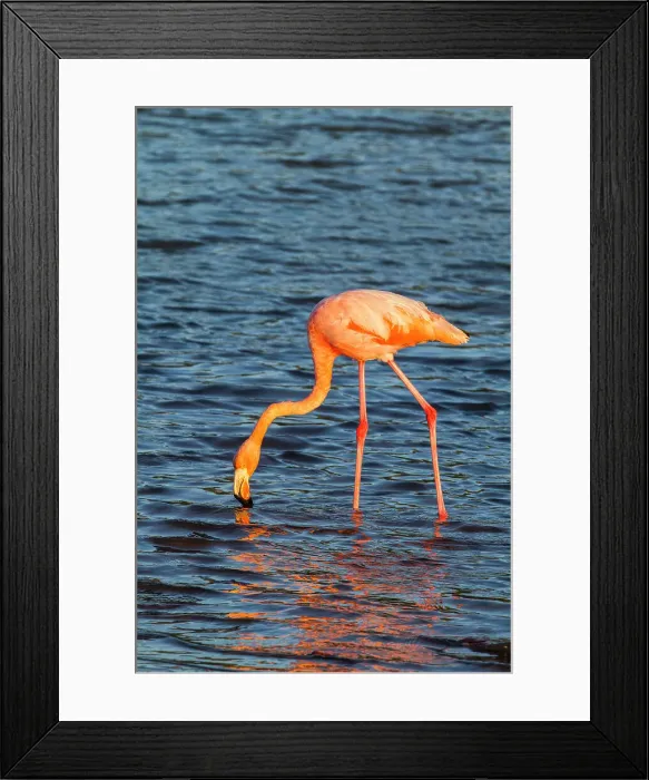 Framed Print : Greater flamingo (Phoenicopterus ruber) foraging for small pink shrimp in saltwater lagoon in the Galapagos Islands, UNESCO World Heritage Site, Ecuador, South America Framed Print : Greater flamingo (Phoenicopterus ruber) foraging for small pink shrimp in saltwater lagoon in the Galapagos Islands, UNESCO World Heritage Site, Ecuador, South America