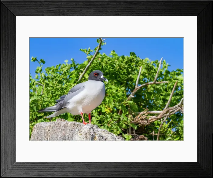 Framed Print : Adult Swallow-tailed gull (Creagrus furcatus) in the Galapagos Island Archipelago, UNESCO World Heritage Site, Ecuador, South America Framed Print : Adult Swallow-tailed gull (Creagrus furcatus) in the Galapagos Island Archipelago, UNESCO World Heritage Site, Ecuador, South America