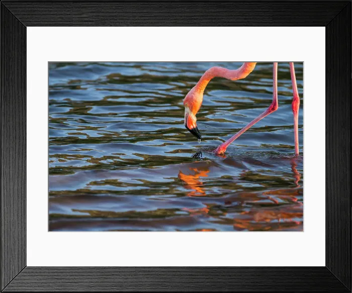 Framed Print : Greater flamingo (Phoenicopterus ruber) foraging for small pink shrimp in saltwater lagoon in the Galapagos Islands, UNESCO World Heritage Site, Ecuador, South America Framed Print : Greater flamingo (Phoenicopterus ruber) foraging for small pink shrimp in saltwater lagoon in the Galapagos Islands, UNESCO World Heritage Site, Ecuador, South America