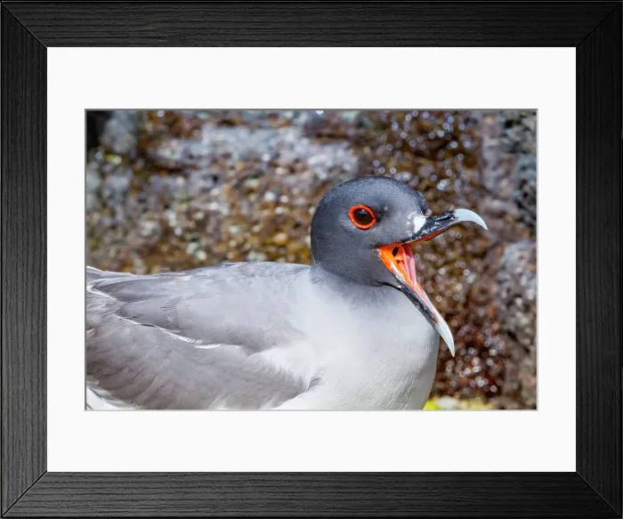 Framed Print : Adult Swallow-tailed gull (Creagrus furcatus) in the Galapagos Island Archipelago, UNESCO World Heritage Site, Ecuador, South America Framed Print : Adult Swallow-tailed gull (Creagrus furcatus) in the Galapagos Island Archipelago, UNESCO World Heritage Site, Ecuador, South America