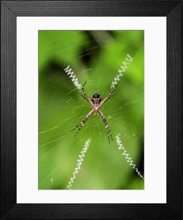 Framed Print : Macro photograph of a spider (Order Araneae) in the Galapagos Island Archipelago, UNESCO World Heritage Site, Ecuador, South America Framed Print : Macro photograph of a spider (Order Araneae) in the Galapagos Island Archipelago, UNESCO World Heritage Site, Ecuador, South America