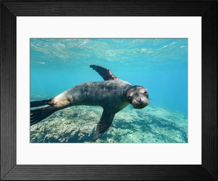 Framed Print : Young Galapagos sea lion (Zalophus wollebaeki) at play underwater in the Galapagos Island Archipelago, UNESCO World Heritage Site, Ecuador, South America