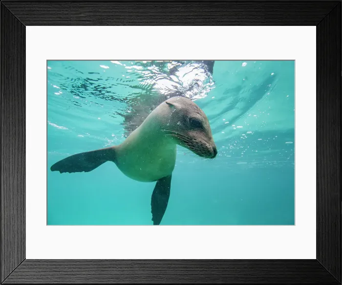 Framed Print : Young Galapagos sea lion (Zalophus wollebaeki) at play underwater in the Galapagos Island Archipelago, UNESCO World Heritage Site, Ecuador, South America Framed Print : Young Galapagos sea lion (Zalophus wollebaeki) at play underwater in the Galapagos Island Archipelago, UNESCO World Heritage Site, Ecuador, South America