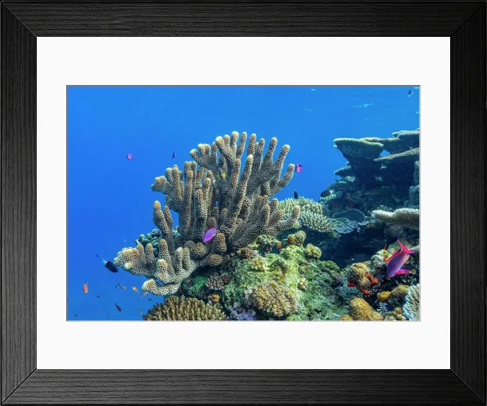 Framed Print : A myriad of hard and soft corals, as well as tropical reef fish at Vatu-I-Ra Conservation Park on Viti Levu, Fiji, South Pacific, Pacific Framed Print : A myriad of hard and soft corals, as well as tropical reef fish at Vatu-I-Ra Conservation Park on Viti Levu, Fiji, South Pacific, Pacific