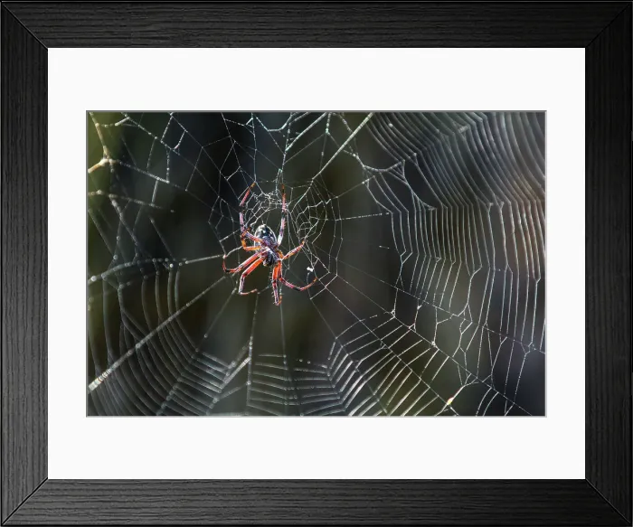 Framed Print : Macro photograph of a spider (Order Araneae) in the Galapagos Island Archipelago, UNESCO World Heritage Site, Ecuador, South America Framed Print : Macro photograph of a spider (Order Araneae) in the Galapagos Island Archipelago, UNESCO World Heritage Site, Ecuador, South America
