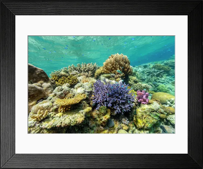 Framed Print : A myriad of hard and soft corals, as well as tropical reef fish on the healthy reef near Volivoli Resort on Viti Levu, Fiji, South Pacific, Pacific Framed Print : A myriad of hard and soft corals, as well as tropical reef fish on the healthy reef near Volivoli Resort on Viti Levu, Fiji, South Pacific, Pacific
