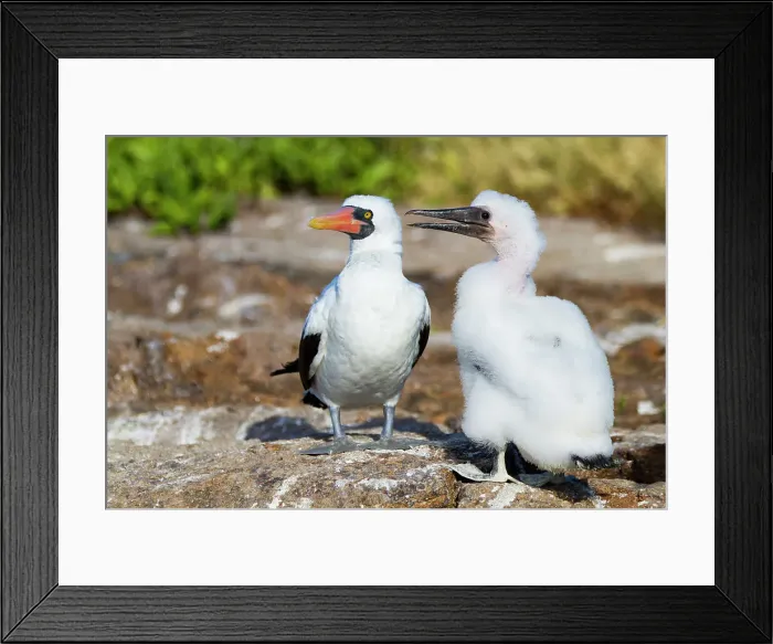 Framed Print : Adult Nazca booby (Sula grantii) with downy chick in the Galapagos Island Archipelago, UNESCO World Heritage Site, Ecuador, South America Framed Print : Adult Nazca booby (Sula grantii) with downy chick in the Galapagos Island Archipelago, UNESCO World Heritage Site, Ecuador, South America