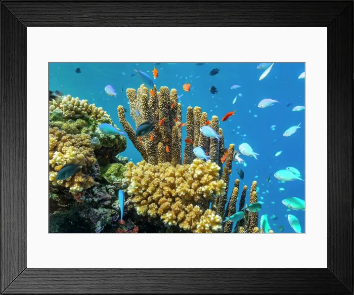 Framed Print : A myriad of hard and soft corals, as well as tropical reef fish on the healthy reef near Volivoli Resort on Viti Levu, Fiji, South Pacific, Pacific Framed Print : A myriad of hard and soft corals, as well as tropical reef fish on the healthy reef near Volivoli Resort on Viti Levu, Fiji, South Pacific, Pacific