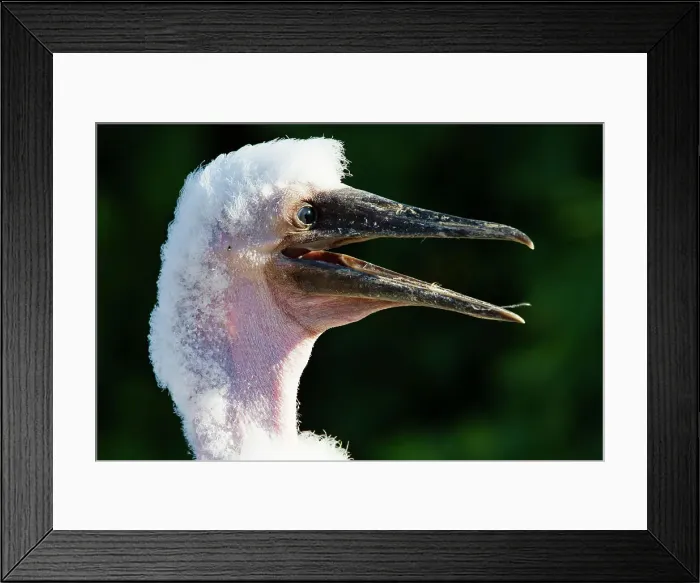 Framed Print : Nazca booby (Sula grantii) downy chick in the Galapagos Island Archipelago, UNESCO World Heritage Site, Ecuador, South America Framed Print : Nazca booby (Sula grantii) downy chick in the Galapagos Island Archipelago, UNESCO World Heritage Site, Ecuador, South America