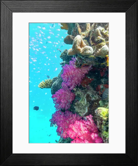 Framed Print : A myriad of hard and soft corals, as well as tropical reef fish on the healthy reef near Volivoli Resort on Viti Levu, Fiji, South Pacific, Pacific Framed Print : A myriad of hard and soft corals, as well as tropical reef fish on the healthy reef near Volivoli Resort on Viti Levu, Fiji, South Pacific, Pacific