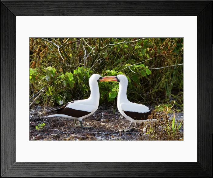 Framed Print : Adult Nazca booby (Sula grantii) courtship behavior in the Galapagos Island Archipelago, UNESCO World Heritage Site, Ecuador, South America Framed Print : Adult Nazca booby (Sula grantii) courtship behavior in the Galapagos Island Archipelago, UNESCO World Heritage Site, Ecuador, South America