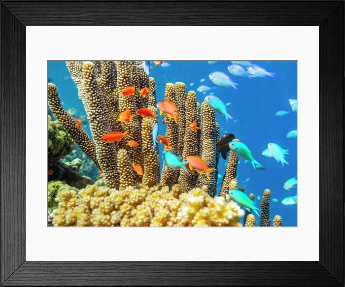 Framed Print : A myriad of hard and soft corals, as well as tropical reef fish on the healthy reef near Volivoli Resort on Viti Levu, Fiji, South Pacific, Pacific Framed Print : A myriad of hard and soft corals, as well as tropical reef fish on the healthy reef near Volivoli Resort on Viti Levu, Fiji, South Pacific, Pacific