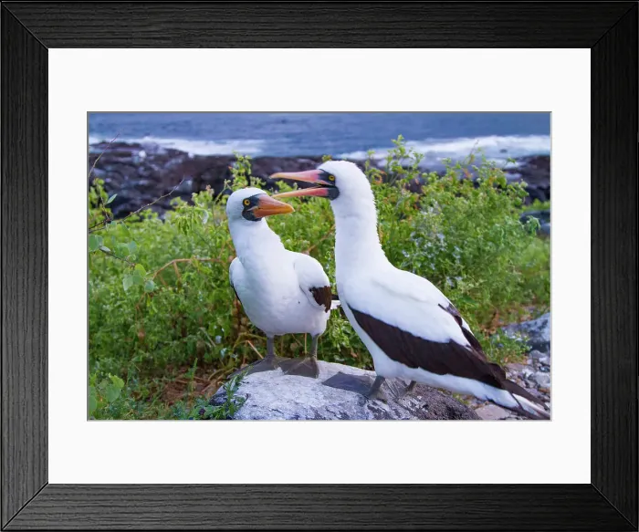 Framed Print : Adult Nazca booby (Sula grantii) pair in courtship in the Galapagos Island Archipelago, UNESCO World Heritage Site, Ecuador, South America Framed Print : Adult Nazca booby (Sula grantii) pair in courtship in the Galapagos Island Archipelago, UNESCO World Heritage Site, Ecuador, South America