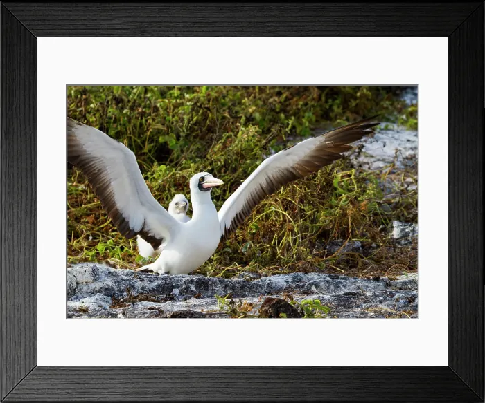 Framed Print : Adult Nazca booby (Sula grantii) with downy chick in the Galapagos Island Archipelago, UNESCO World Heritage Site, Ecuador, South America Framed Print : Adult Nazca booby (Sula grantii) with downy chick in the Galapagos Island Archipelago, UNESCO World Heritage Site, Ecuador, South America