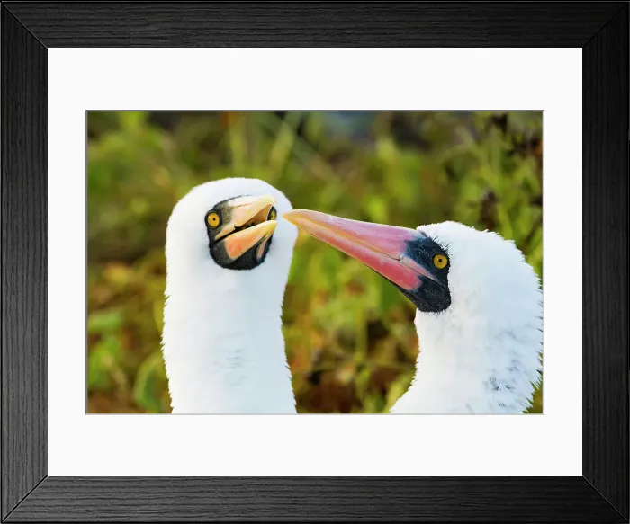 Framed Print : Adult Nazca booby (Sula grantii) pair in courtship in the Galapagos Island Archipelago, UNESCO World Heritage Site, Ecuador, South America Framed Print : Adult Nazca booby (Sula grantii) pair in courtship in the Galapagos Island Archipelago, UNESCO World Heritage Site, Ecuador, South America