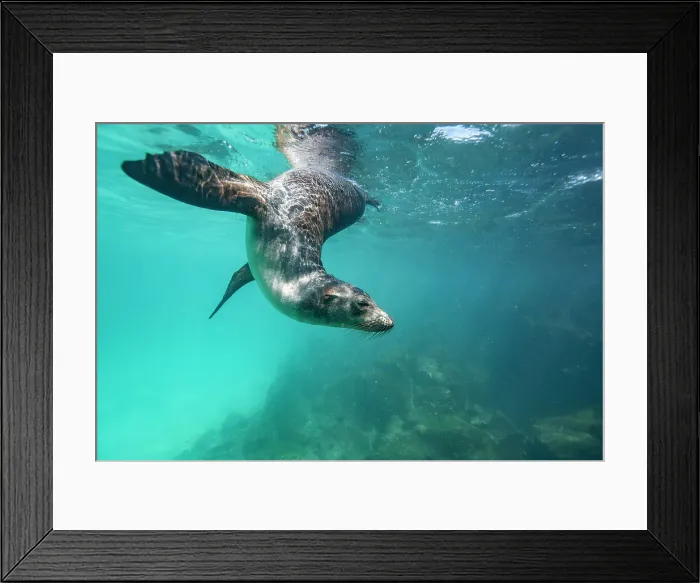 Framed Print : Young Galapagos sea lion (Zalophus wollebaeki) at play underwater in the Galapagos Island Archipelago, UNESCO World Heritage Site, Ecuador, South America Framed Print : Young Galapagos sea lion (Zalophus wollebaeki) at play underwater in the Galapagos Island Archipelago, UNESCO World Heritage Site, Ecuador, South America