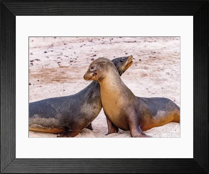 Framed Print : Young Galapagos sea lion bulls (Zalophus wollebaeki) mock-fighting in the Galapagos Islands, UNESCO World Heritage Site, Ecuador, South America Framed Print : Young Galapagos sea lion bulls (Zalophus wollebaeki) mock-fighting in the Galapagos Islands, UNESCO World Heritage Site, Ecuador, South America