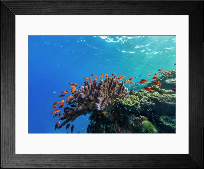 Framed Print : A myriad of hard and soft corals, as well as tropical reef fish at Vatu-I-Ra Conservation Park on Viti Levu, Fiji, South Pacific, Pacific Framed Print : A myriad of hard and soft corals, as well as tropical reef fish at Vatu-I-Ra Conservation Park on Viti Levu, Fiji, South Pacific, Pacific