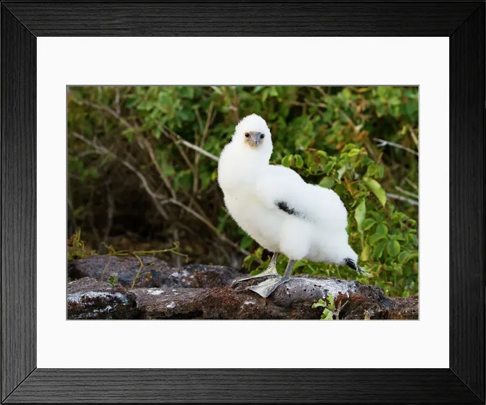 Framed Print : Nazca booby (Sula grantii) downy chick in the Galapagos Island Archipelago, UNESCO World Heritage Site, Ecuador, South America Framed Print : Nazca booby (Sula grantii) downy chick in the Galapagos Island Archipelago, UNESCO World Heritage Site, Ecuador, South America