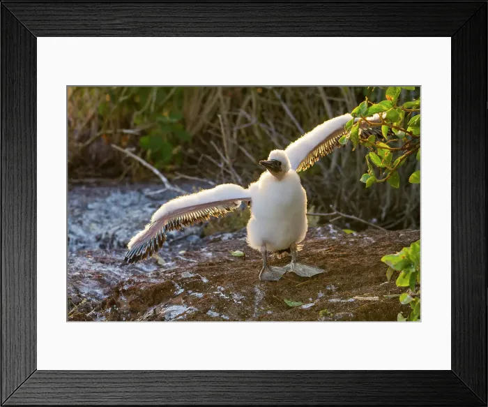 Framed Print : Nazca booby (Sula grantii) downy chick stretching its wings to gather strength for flight in the Galapagos Islands, UNESCO World Heritage Site, Ecuador, South America Framed Print : Nazca booby (Sula grantii) downy chick stretching its wings to gather strength for flight in the Galapagos Islands, UNESCO World Heritage Site, Ecuador, South America