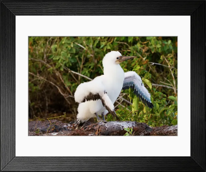 Framed Print : Nazca booby (Sula grantii) downy chick stretching its wings to gather strength for flight in the Galapagos Islands, UNESCO World Heritage Site, Ecuador, South America Framed Print : Nazca booby (Sula grantii) downy chick stretching its wings to gather strength for flight in the Galapagos Islands, UNESCO World Heritage Site, Ecuador, South America