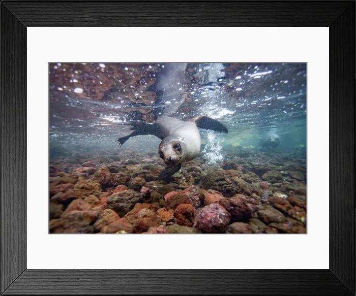 Framed Print : Young Galapagos sea lion (Zalophus wollebaeki) underwater in the Galapagos Island Archipelago, UNESCO World Heritage Site, Ecuador, South America Framed Print : Young Galapagos sea lion (Zalophus wollebaeki) underwater in the Galapagos Island Archipelago, UNESCO World Heritage Site, Ecuador, South America