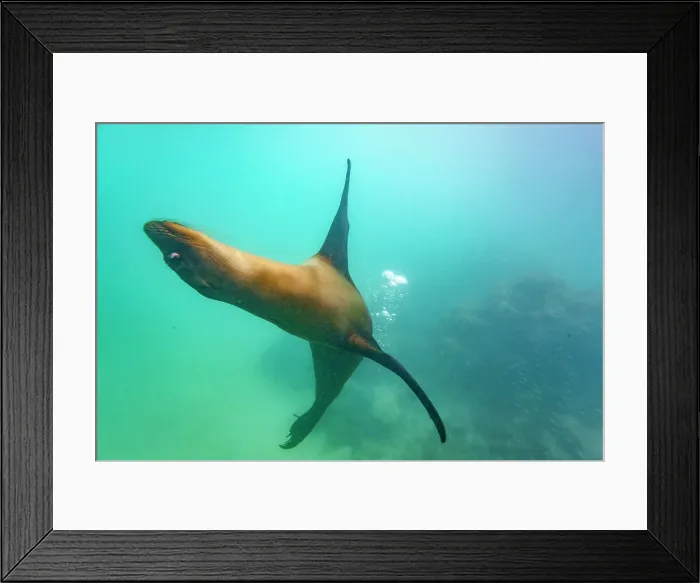 Framed Print : Young Galapagos sea lion (Zalophus wollebaeki) at play underwater in the Galapagos Island Archipelago, UNESCO World Heritage Site, Ecuador, South America Framed Print : Young Galapagos sea lion (Zalophus wollebaeki) at play underwater in the Galapagos Island Archipelago, UNESCO World Heritage Site, Ecuador, South America