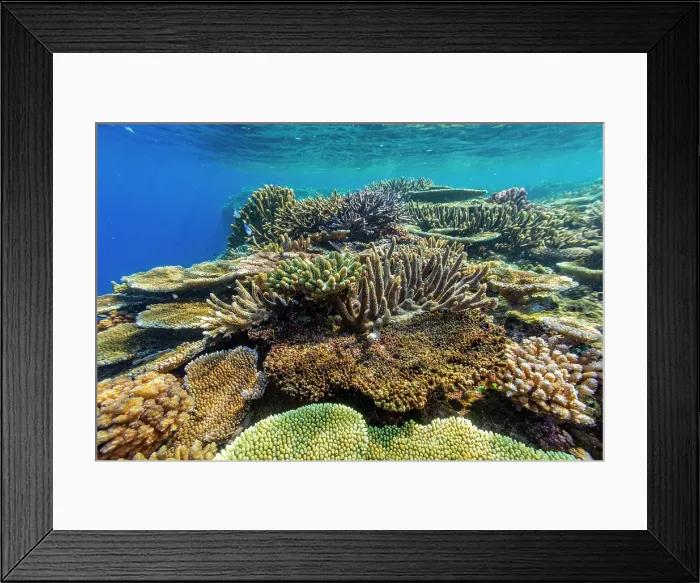 Framed Print : A myriad of hard and soft corals at Vatu-I-Ra Conservation Park on Viti Levu, Fiji, South Pacific, Pacific Framed Print : A myriad of hard and soft corals at Vatu-I-Ra Conservation Park on Viti Levu, Fiji, South Pacific, Pacific
