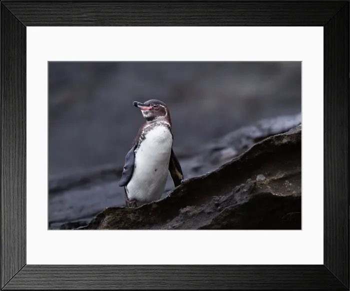 Framed Print : Galapagos penguin (Spheniscus mendiculus) hauled out on lava in the Galapagos Island Archipelago, UNESCO World Heritage Site, Ecuador, South America Framed Print : Galapagos penguin (Spheniscus mendiculus) hauled out on lava in the Galapagos Island Archipelago, UNESCO World Heritage Site, Ecuador, South America