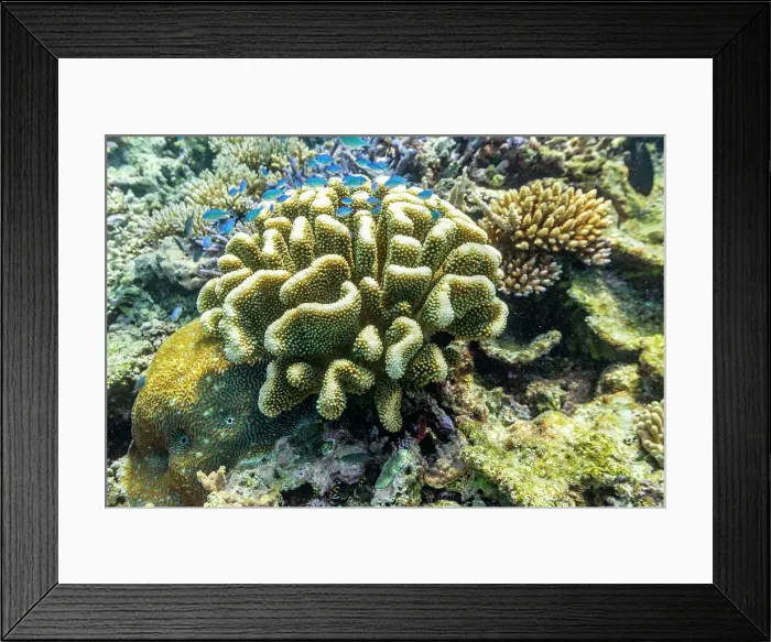 Framed Print : A myriad of hard and soft corals, as well as tropical reef fish on the healthy reef near Volivoli Resort on Viti Levu, Fiji, South Pacific, Pacific Framed Print : A myriad of hard and soft corals, as well as tropical reef fish on the healthy reef near Volivoli Resort on Viti Levu, Fiji, South Pacific, Pacific
