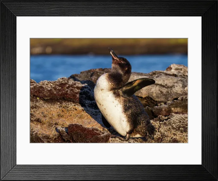Framed Print : Galapagos penguin (Spheniscus mendiculus) hauled out on lava in the Galapagos Island Archipelago, UNESCO World Heritage Site, Ecuador, South America Framed Print : Galapagos penguin (Spheniscus mendiculus) hauled out on lava in the Galapagos Island Archipelago, UNESCO World Heritage Site, Ecuador, South America