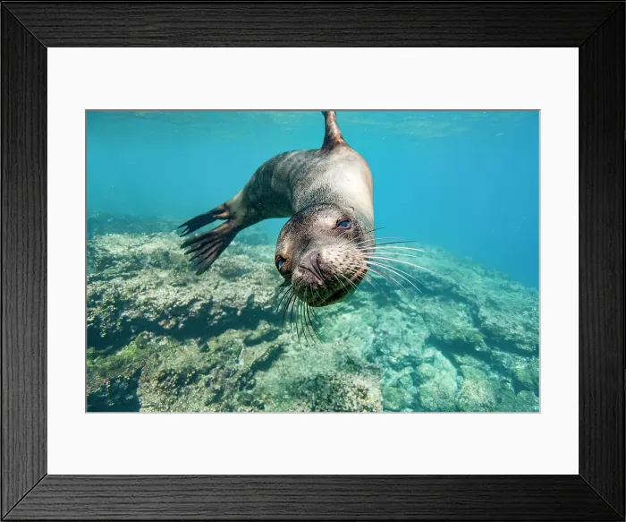Framed Print : Young Galapagos sea lion (Zalophus wollebaeki) at play underwater in the Galapagos Island Archipelago, UNESCO World Heritage Site, Ecuador, South America Framed Print : Young Galapagos sea lion (Zalophus wollebaeki) at play underwater in the Galapagos Island Archipelago, UNESCO World Heritage Site, Ecuador, South America