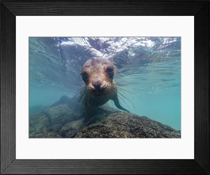 Framed Print : Young Galapagos sea lion (Zalophus wollebaeki) at play underwater in the Galapagos Island Archipelago, UNESCO World Heritage Site, Ecuador, South America Framed Print : Young Galapagos sea lion (Zalophus wollebaeki) at play underwater in the Galapagos Island Archipelago, UNESCO World Heritage Site, Ecuador, South America
