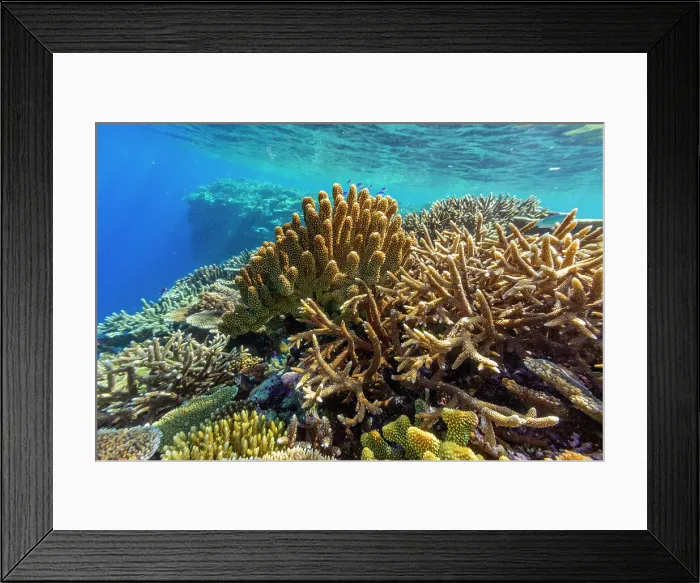 Framed Print : A myriad of hard and soft corals, as well as tropical reef fish at Vatu-I-Ra Conservation Park on Viti Levu, Fiji, South Pacific, Pacific Framed Print : A myriad of hard and soft corals, as well as tropical reef fish at Vatu-I-Ra Conservation Park on Viti Levu, Fiji, South Pacific, Pacific