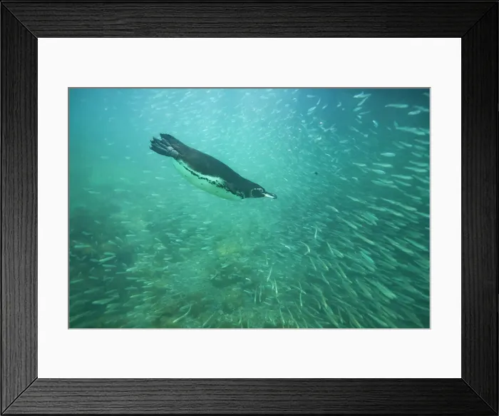 Framed Print : Galapagos penguin (Spheniscus mendiculus) feeding underwater on small baitfish in the Galapagos Islands, UNESCO World Heritage Site, Ecuador, South America