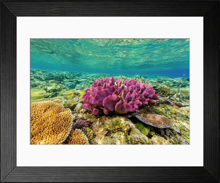 Framed Print : A myriad of hard and soft corals at Vatu-I-Ra Conservation Park on Viti Levu, Fiji, South Pacific, Pacific Framed Print : A myriad of hard and soft corals at Vatu-I-Ra Conservation Park on Viti Levu, Fiji, South Pacific, Pacific