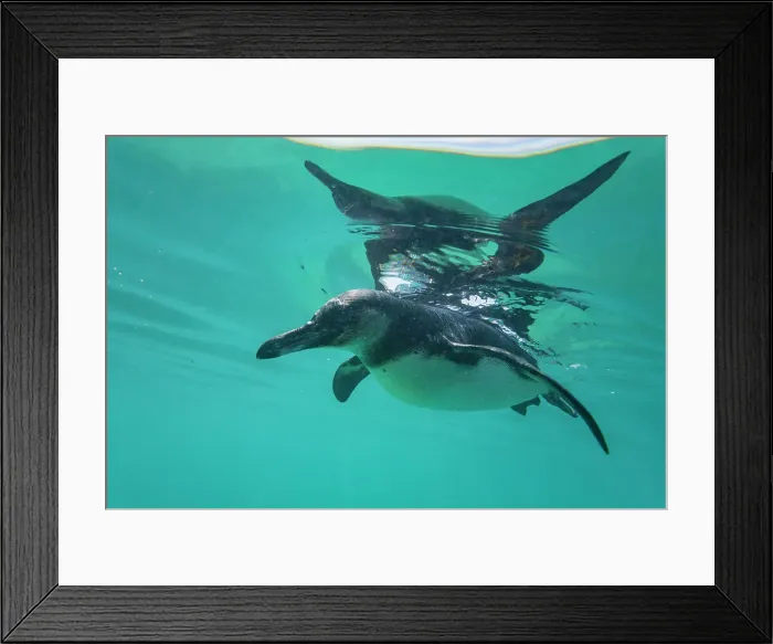 Framed Print : Galapagos penguin (Spheniscus mendiculus) feeding underwater on small baitfish in the Galapagos Islands, UNESCO World Heritage Site, Ecuador, South America Framed Print : Galapagos penguin (Spheniscus mendiculus) feeding underwater on small baitfish in the Galapagos Islands, UNESCO World Heritage Site, Ecuador, South America