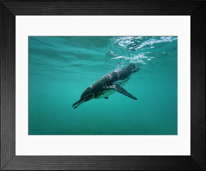 Framed Print : Galapagos penguin (Spheniscus mendiculus) feeding underwater on small baitfish in the Galapagos Islands, UNESCO World Heritage Site, Ecuador, South America Framed Print : Galapagos penguin (Spheniscus mendiculus) feeding underwater on small baitfish in the Galapagos Islands, UNESCO World Heritage Site, Ecuador, South America