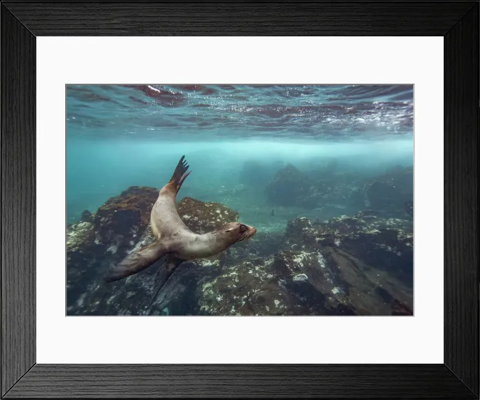 Framed Print : Young Galapagos sea lion (Zalophus wollebaeki) underwater in the Galapagos Island Archipelago, UNESCO World Heritage Site, Ecuador, South America Framed Print : Young Galapagos sea lion (Zalophus wollebaeki) underwater in the Galapagos Island Archipelago, UNESCO World Heritage Site, Ecuador, South America