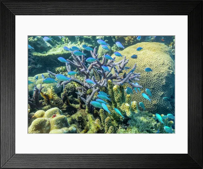 Framed Print : A myriad of hard and soft corals, as well as tropical reef fish on the healthy reef near Volivoli Resort on Viti Levu, Fiji, South Pacific, Pacific Framed Print : A myriad of hard and soft corals, as well as tropical reef fish on the healthy reef near Volivoli Resort on Viti Levu, Fiji, South Pacific, Pacific